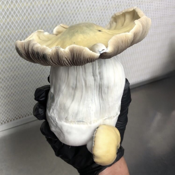 mushroom