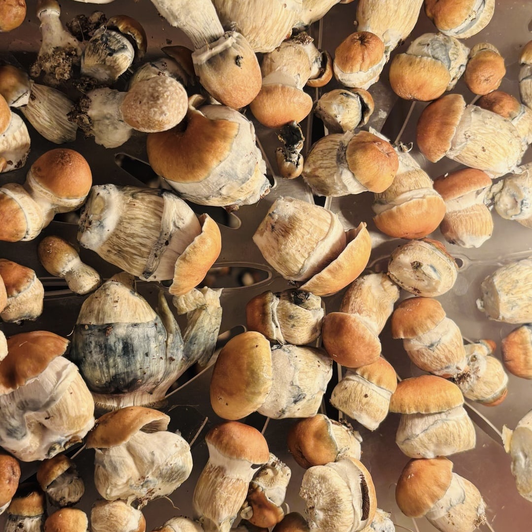Mushroom cluster